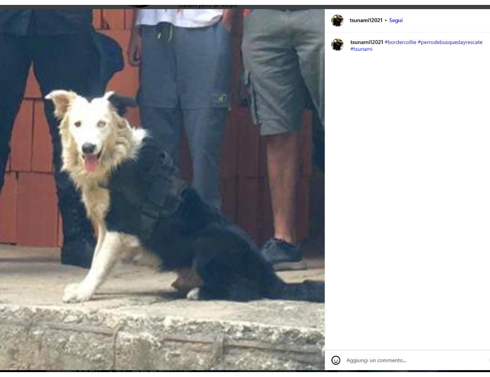 Venezuela: Tsunami, il cane soccorritore che cerca superstiti tra le macerie