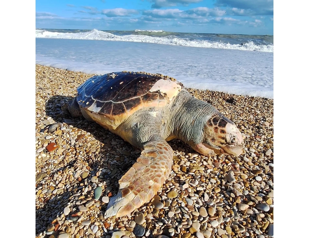 l’Italian Turtle Day, Plastic Free libera le tartarughe