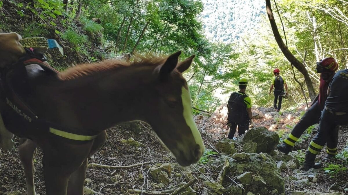 I vigili del fuoco salvano un puledro neonato: in loro onore si chiamerà “Drago”