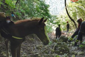 I vigili del fuoco salvano un puledro neonato: in loro onore si chiamerà “Drago”