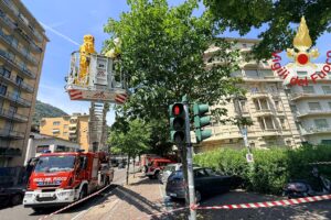 Sciame di api su un albero in viale Masia recuperato dai vigili del fuoco