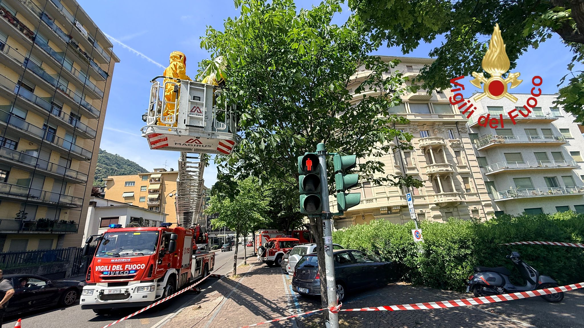 Sciame di api su un albero in viale Masia recuperato dai vigili del fuoco