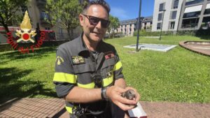Rondone incastrato nella griglia di una finestra salvato dai vigili del fuoco