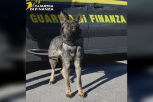 Evento techno ad Alta Valle Intelvi, i finanzieri scoprono e sequestrano la droga
