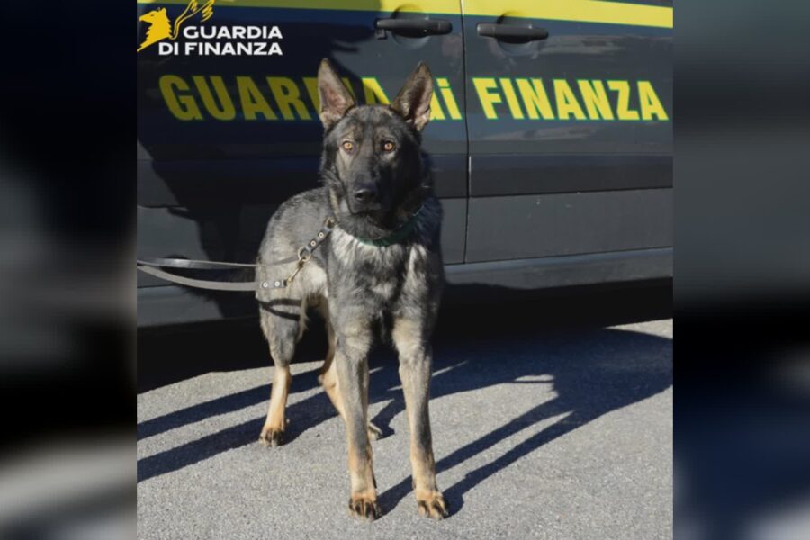 12751 Evento techno ad Alta Valle Intelvi i finanzieri scoprono e sequestrano la droga 1783415238