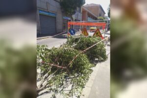 Como, alberi abbattuti in via Dante. Patelli: “Nel 2026 sono tollerabili interventi così barbari?”