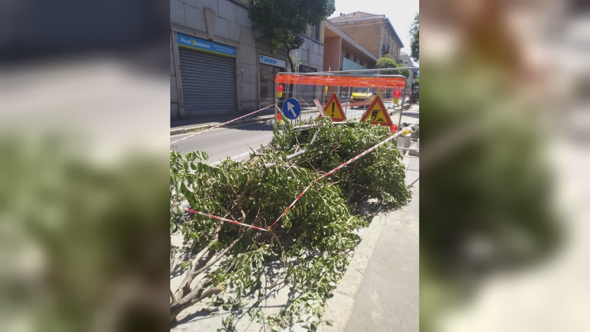 Como, alberi abbattuti in via Dante. Patelli: “Nel 2026 sono tollerabili interventi così barbari?”
