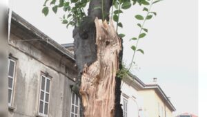 Como e il caso dell’albero abbattuto in via Dante: i primi chiarimenti