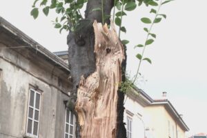 Como e il caso dell’albero abbattuto in via Dante: i primi chiarimenti