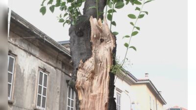 Como e il caso dell’albero abbattuto in via Dante: i primi chiarimenti