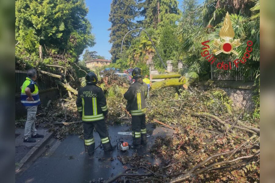 13525 Erba albero cade su un furgone. Illeso il conducente 1784625259