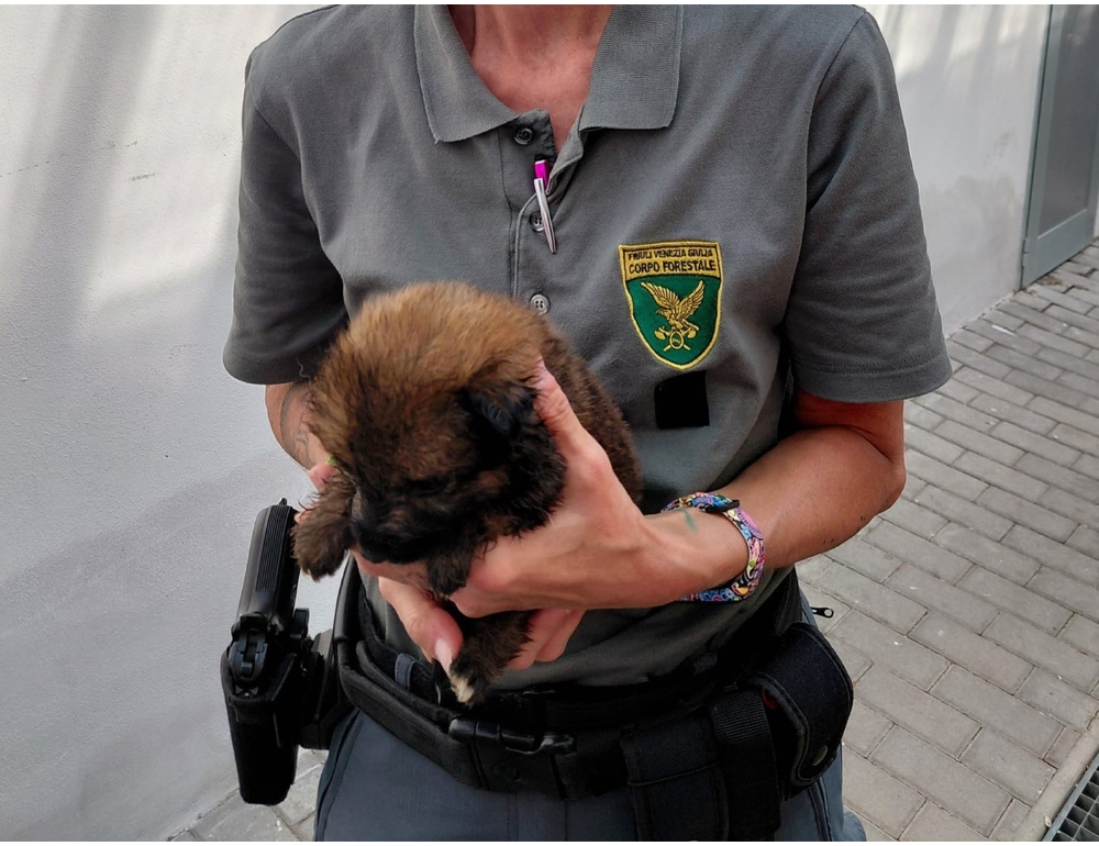 Cani maltrattati in Friuli, sequestri dei forestali in una abitazione