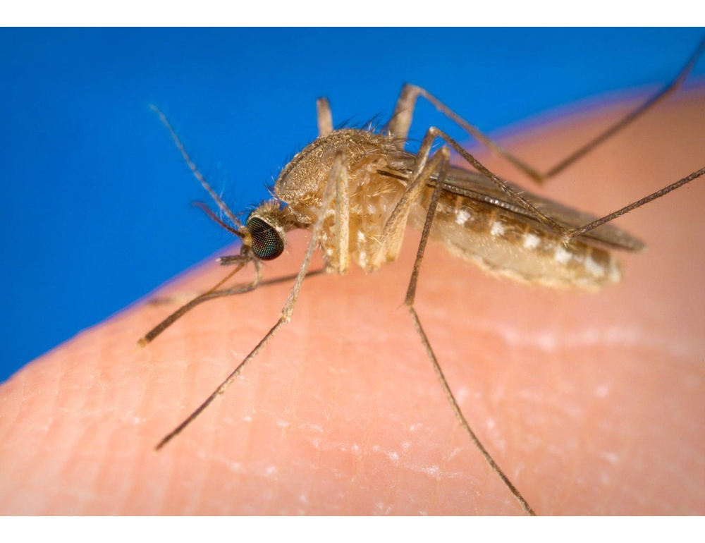 Caso di West Nile in Calabria, una donna ricoverata con febbre