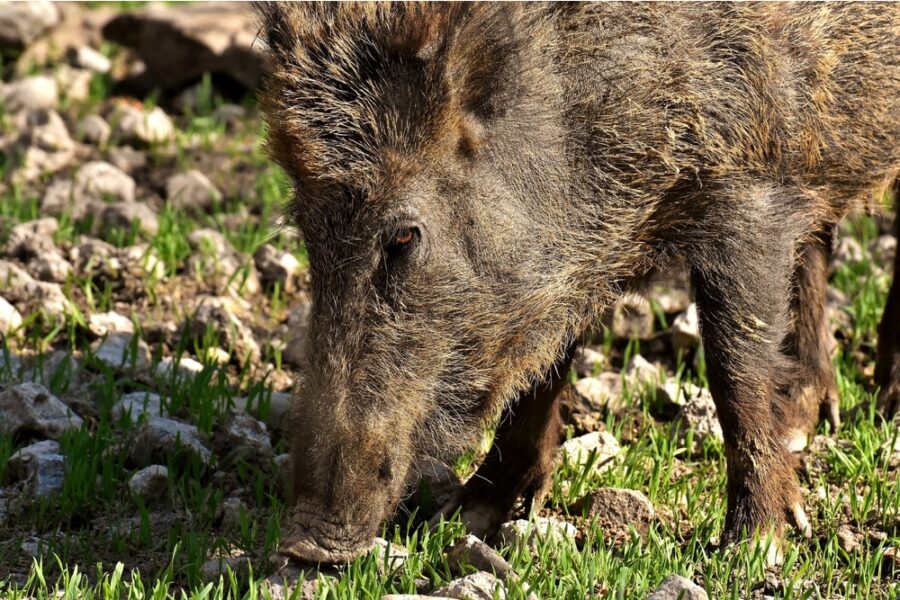 Confagricoltura chiede di sostenere un piano per gli abbattimenti di cinghiali