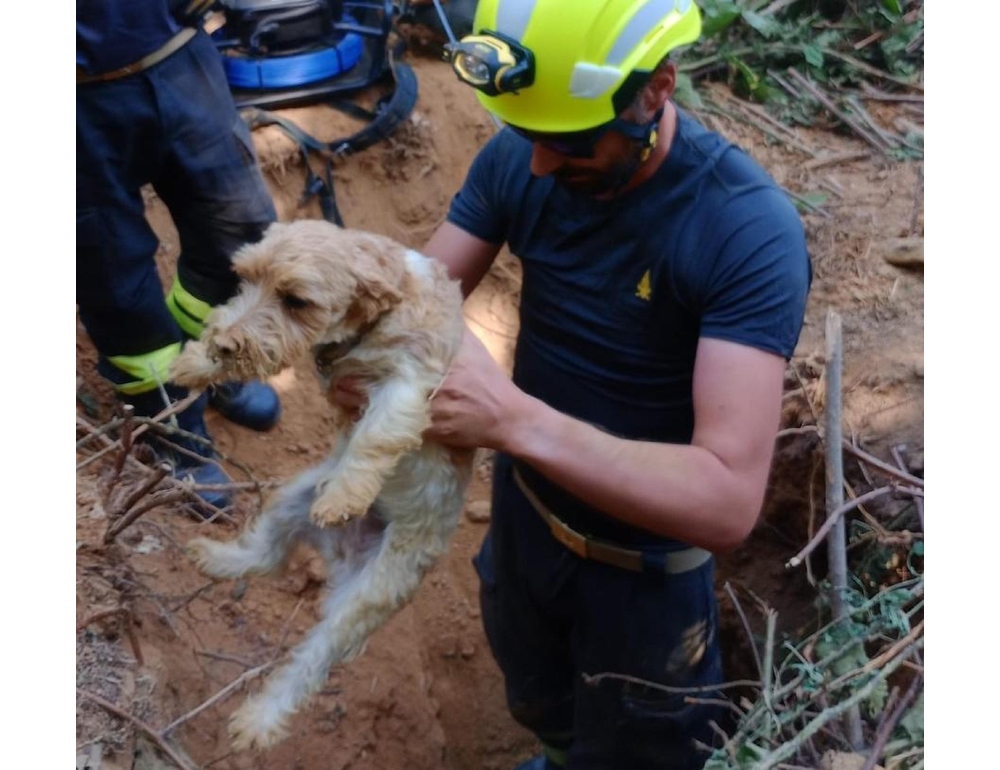 Due cani bloccati nella tana di un tasso salvati dai vigili del fuoco