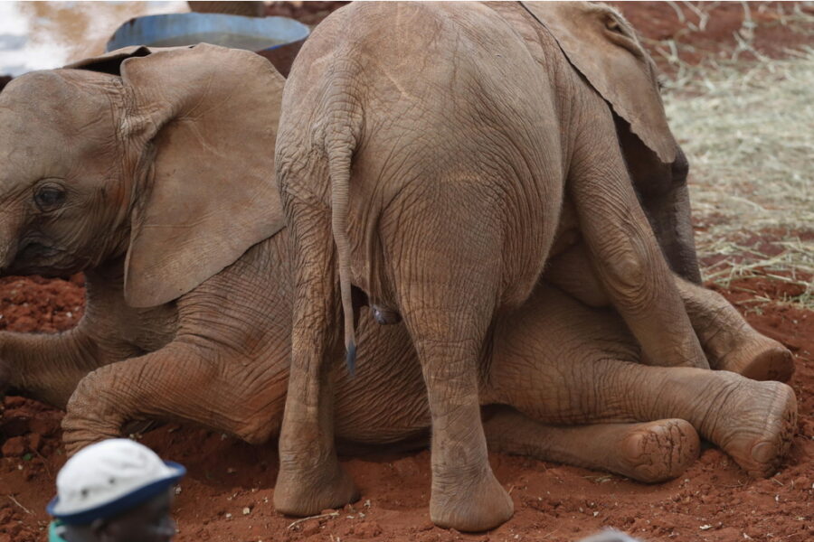 Sale a 15 il numero degli esemplari trovati senza vita nell'Amboseli