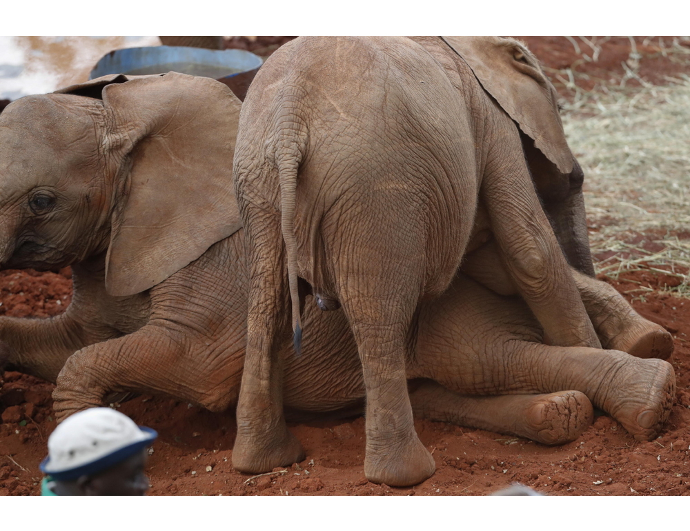 Elefanti morti in Kenya, forse avvelenati da una sostanza tossica