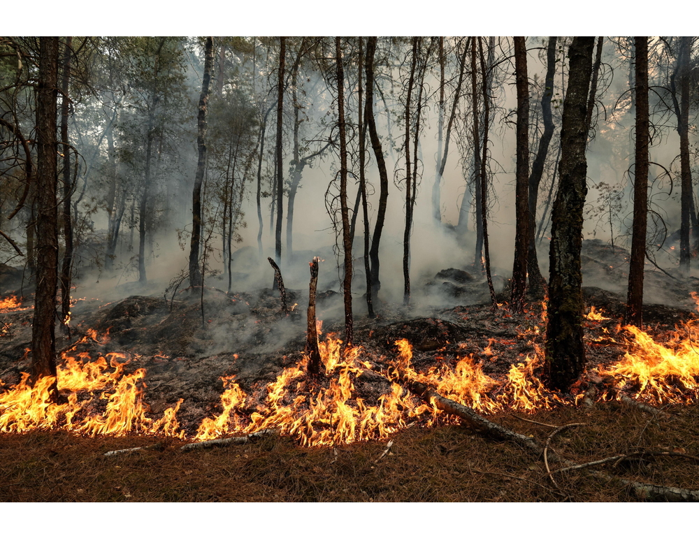 La foresta di Fontainebleau ancora in preda agli incendi, devastati 1.900 ettari