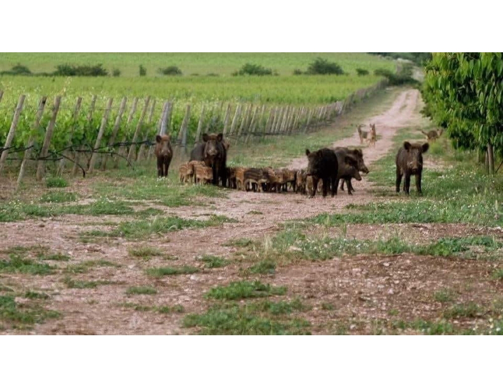 Leal, archi e frecce per abbattere i cinghiali, pericolosa deriva