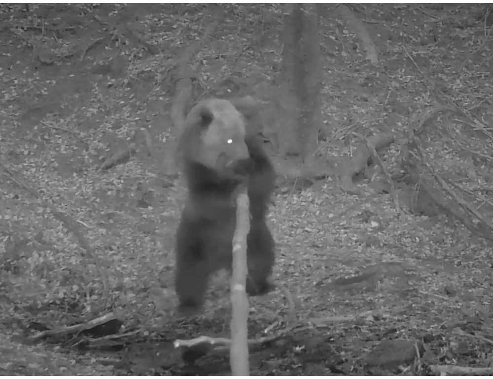 L’orso bruno torna sulle Orobie, un avvistamento in Alta Valle Seriana