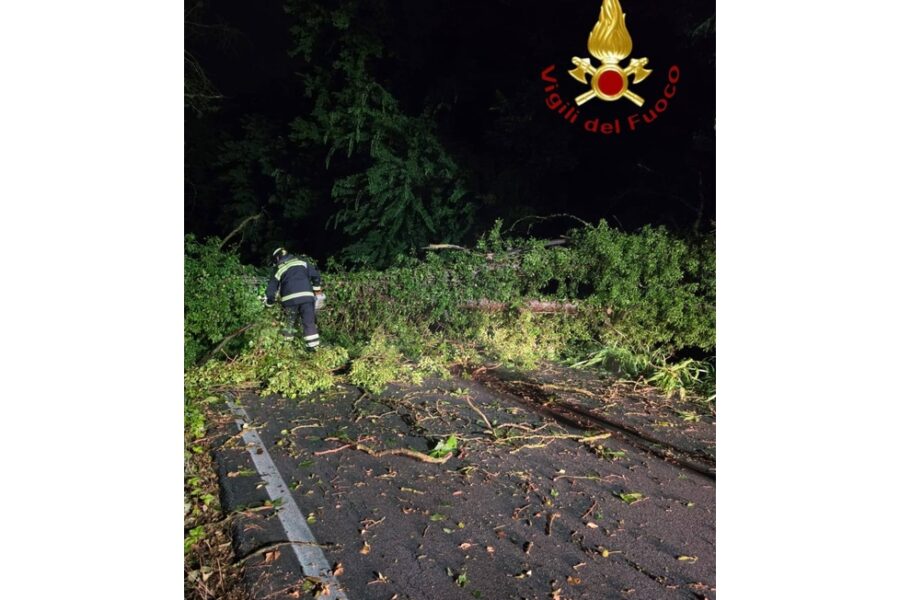 Pompieri al lavoro per rimuovere alberi pericolanti e mettere i pali in sicurezza