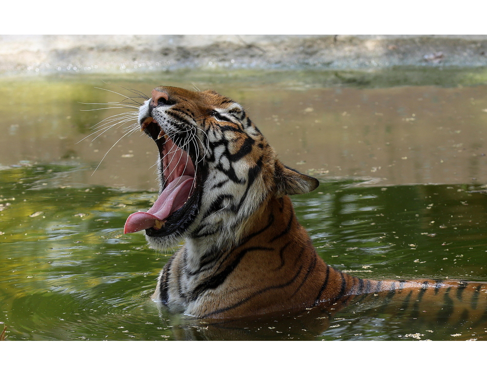 Messico, uccisa la tigre Kenzo che era fuggita da un centro privato