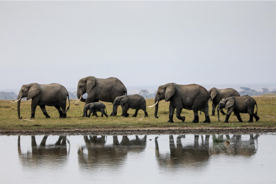 Almeno 14 esemplari senza vita nell'ecosistema di Amboseli