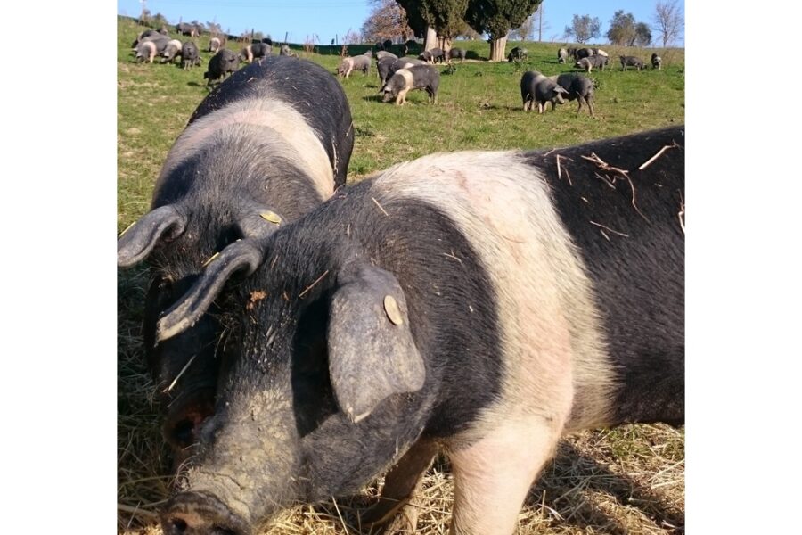 Peste Suina Abbattuti Il 10 Degli Esemplari Di Cinta Senese Peste Suina Abbattuti Il 10 Degli Esemplari Di Cinta Senese