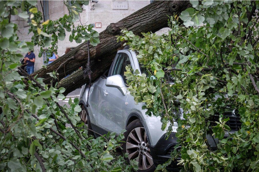 Più di 240 chiamate per alberi pericolanti e piante sradicate