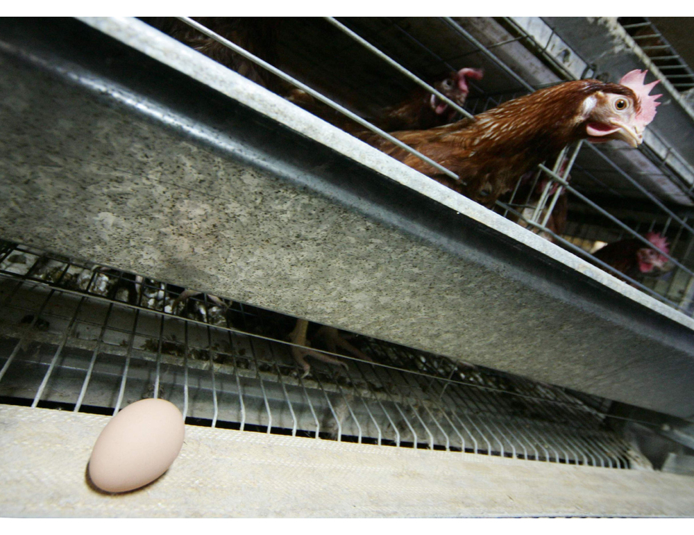 Rischio salmonella, ritirati dai supermercati Usa 19 milioni di uova