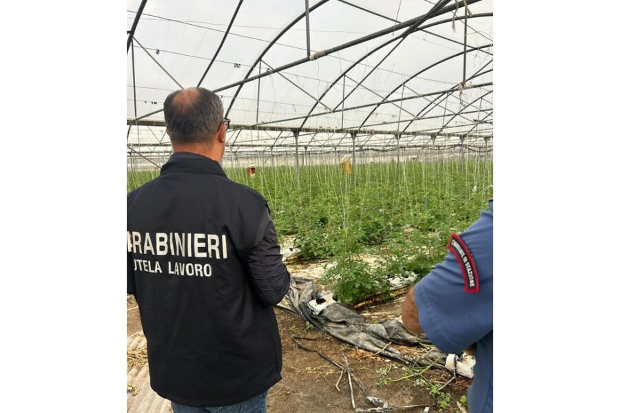 Braccianti in nero impegnati al lavoro 70 ore la settimana