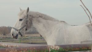 Famiglia assalita dai cavalli sul Monte Generoso. Ferito il cane. Soccorsi dai vigili del fuoco