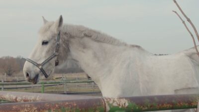 Famiglia assalita dai cavalli sul Monte Generoso. Ferito il cane. Soccorsi dai vigili del fuoco