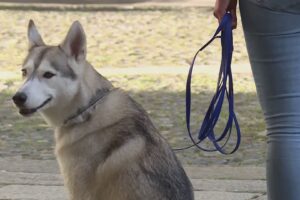 Giornata mondiale del cane. 1 comasco su 10 possiede ne possiede uno