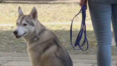 Giornata mondiale del cane. Un comasco su dieci possiede ne possiede uno