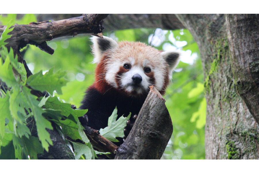 Il mammifero era ospitato dal 2015 al bioparco Zoom di Torino