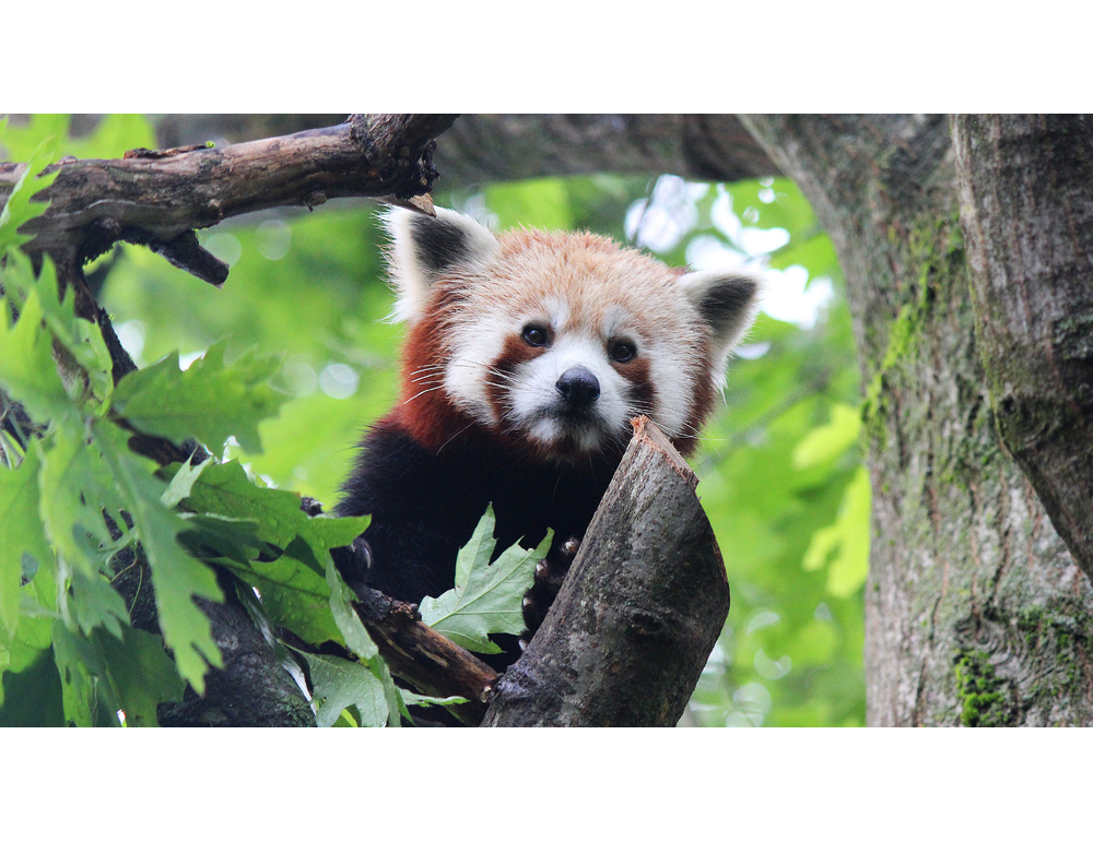 Addio Haiku, secondo panda rosso più anziano d’Italia