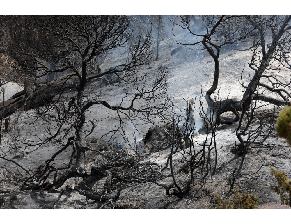 Almeno 69 i morti per gli incendi in Algeria