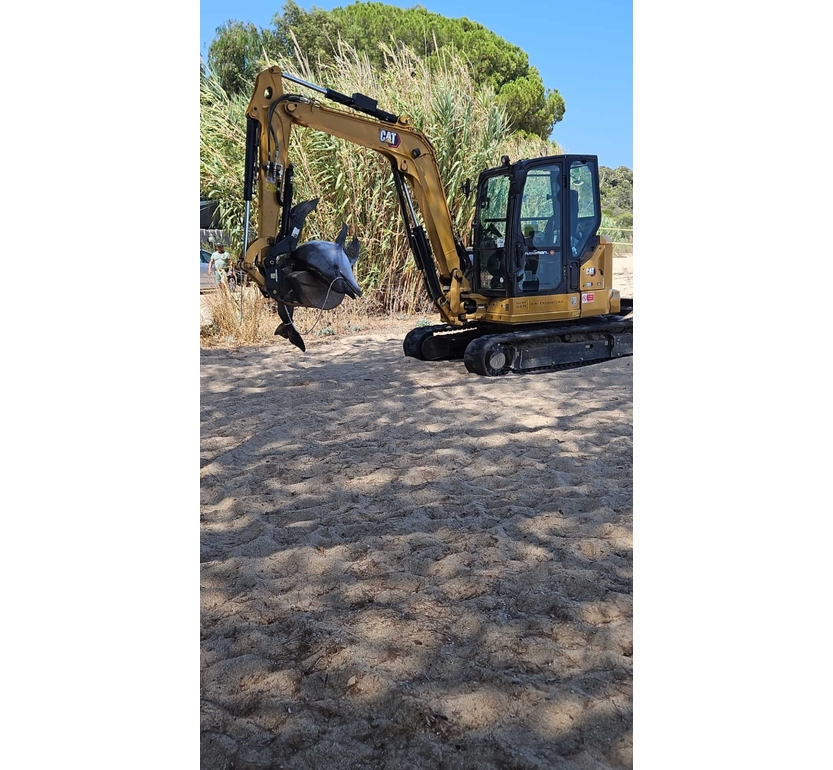 Bagnanti in Sardegna aiutano delfino e lo spingono al largo per partorire