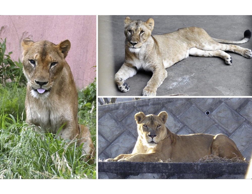 Caldo record allo zoo di Tokyo, altri tre leoni gravi