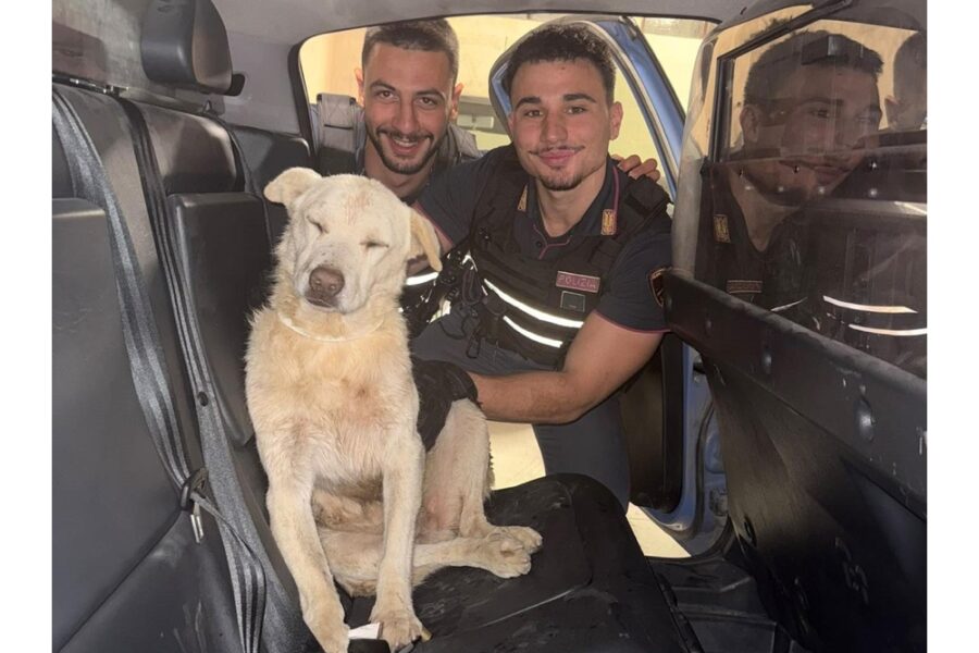 Trovato di notte nel bosco dopo una segnalazione