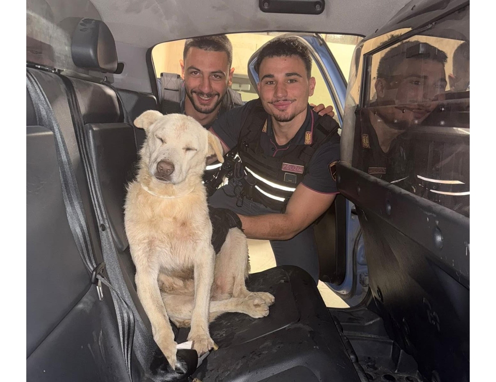 Cane ferito e disperso salvato dalla polizia, Whisky ridato ai proprietari