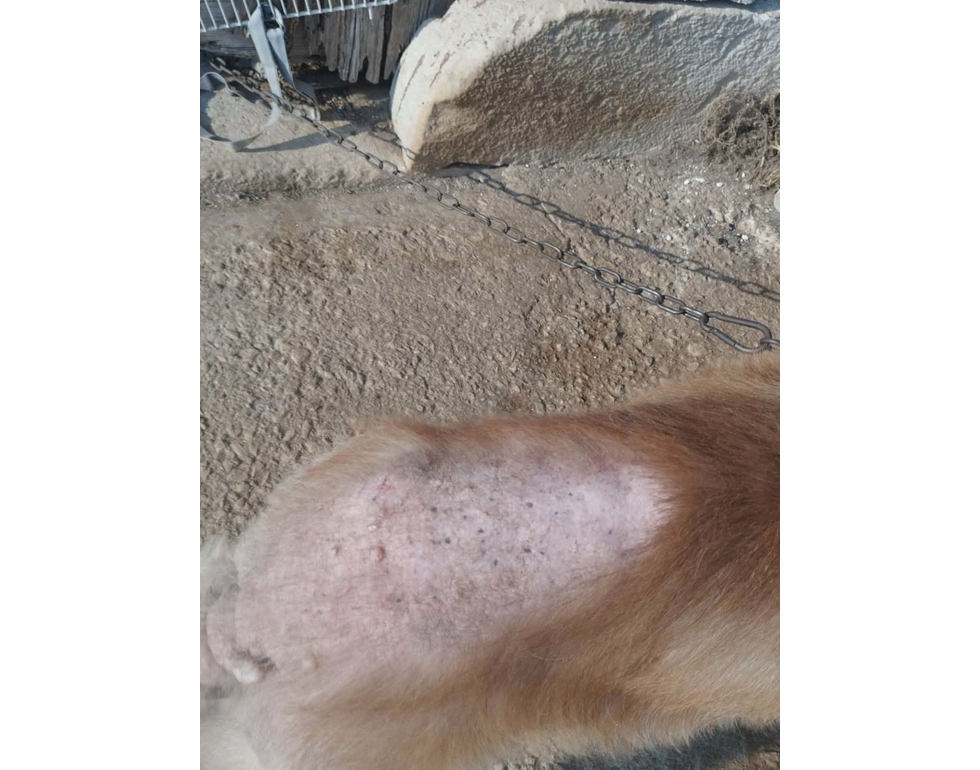 Cane in catene per dieci anni salvato da volontari a Ragusa