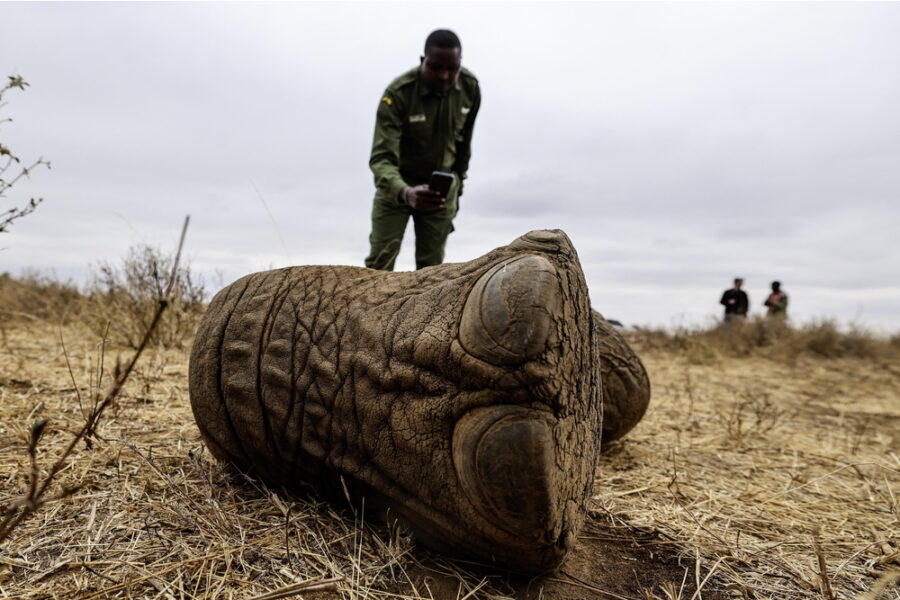Sono 18 gli esemplari morti nell'ecosistema di Amboseli