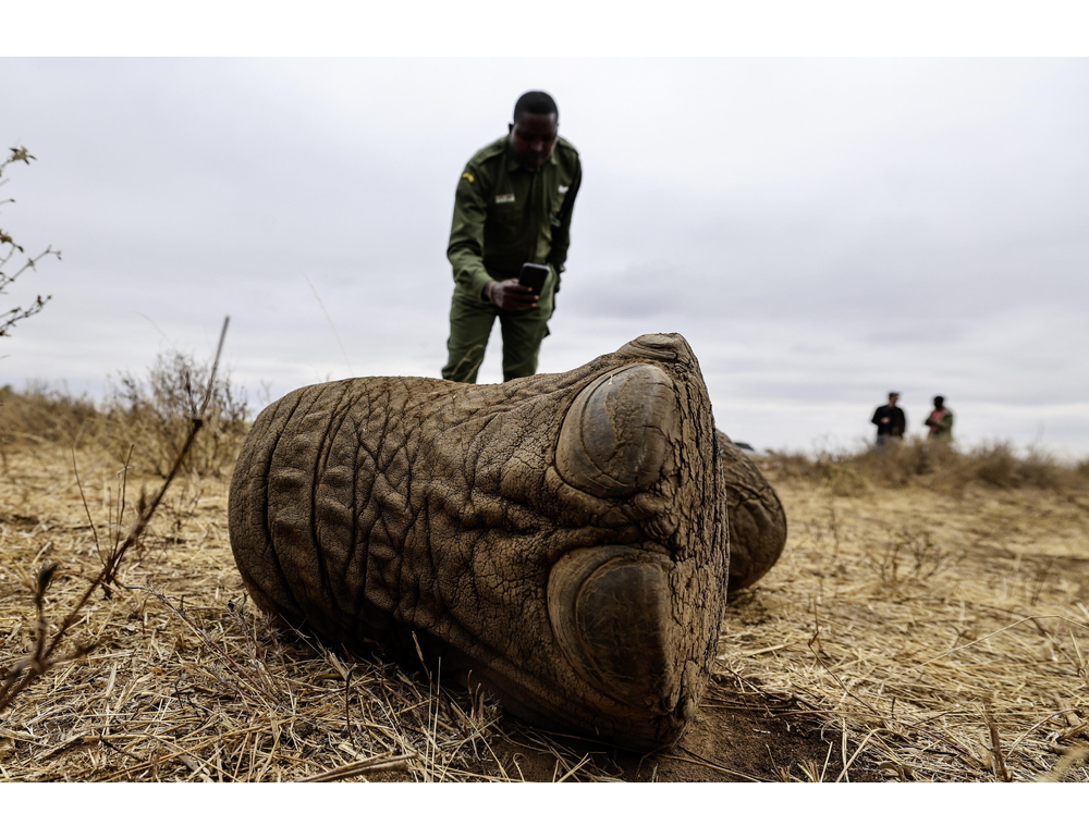 Elefanti avvelenati in Kenya, arrestati due agricoltori