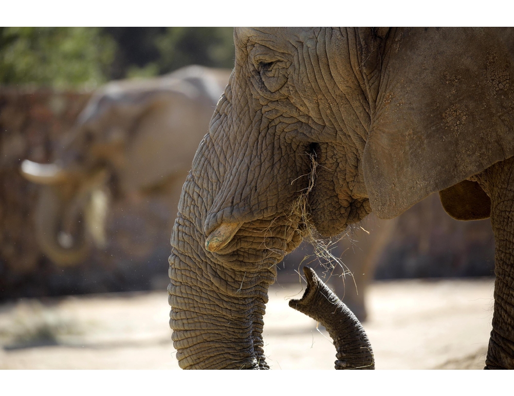 In Sudafrica si dibatte sul destino degli ultimi tre elefanti ospitati in uno zoo
