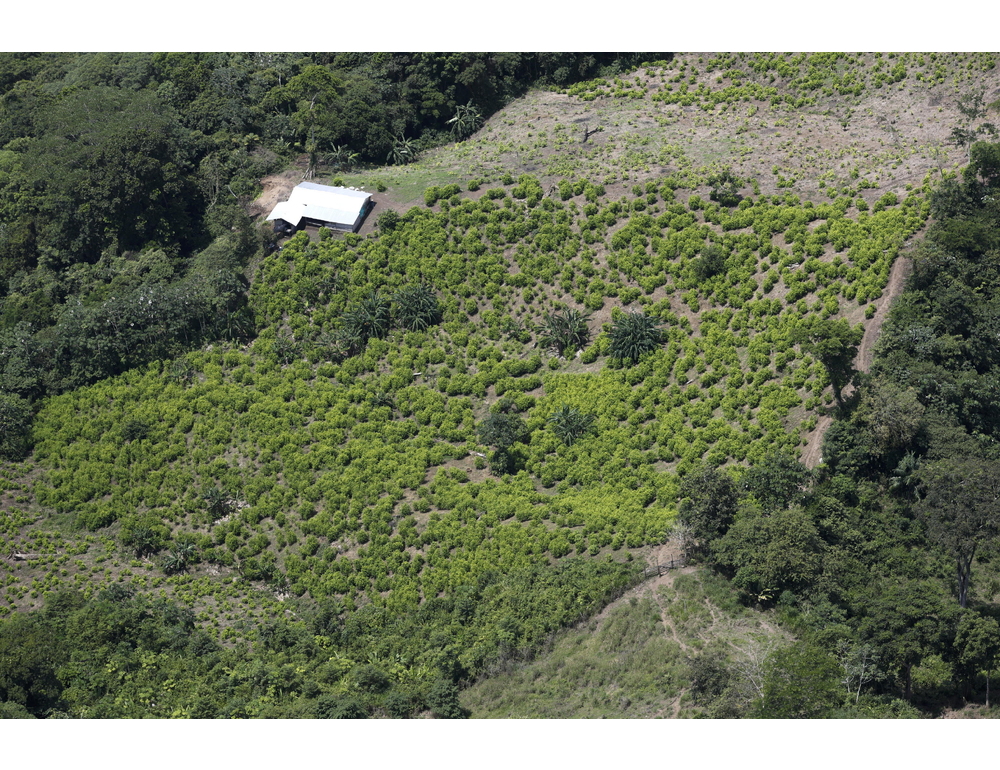 La Colombia apre alle fumigazioni per eradicare le piante di coca