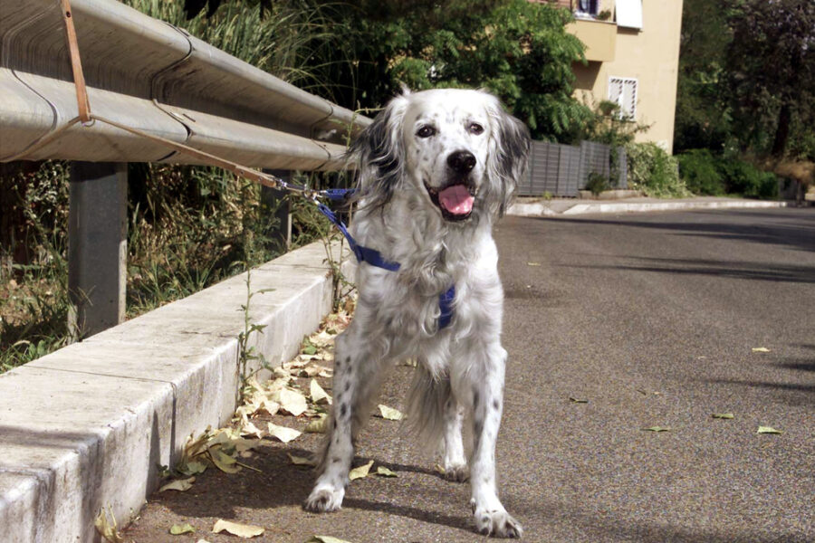 Campagna "Fuori il traditore". Ogni anno si stima l'abbandono di 130.000 animali domestici