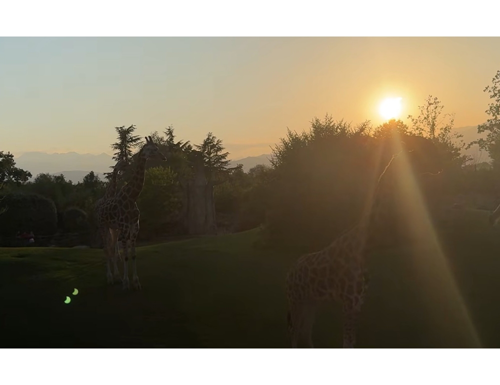 L’eclissi nei bioparchi, giraffe e primati tra curiosità e agitazione
