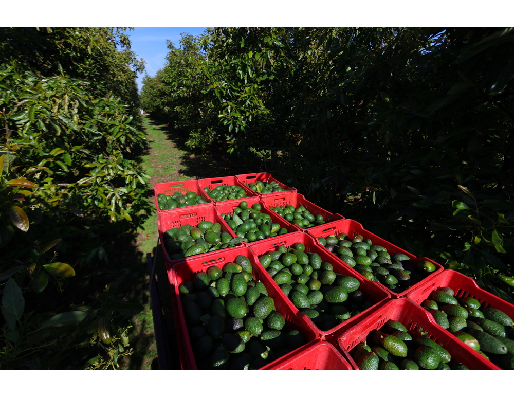 Messico, riparte l’export di avocado verso gli Stati Uniti
